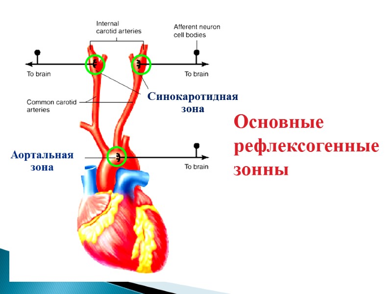 Синокаротидная зона  Аортальная зона Основные рефлексогенные зонны